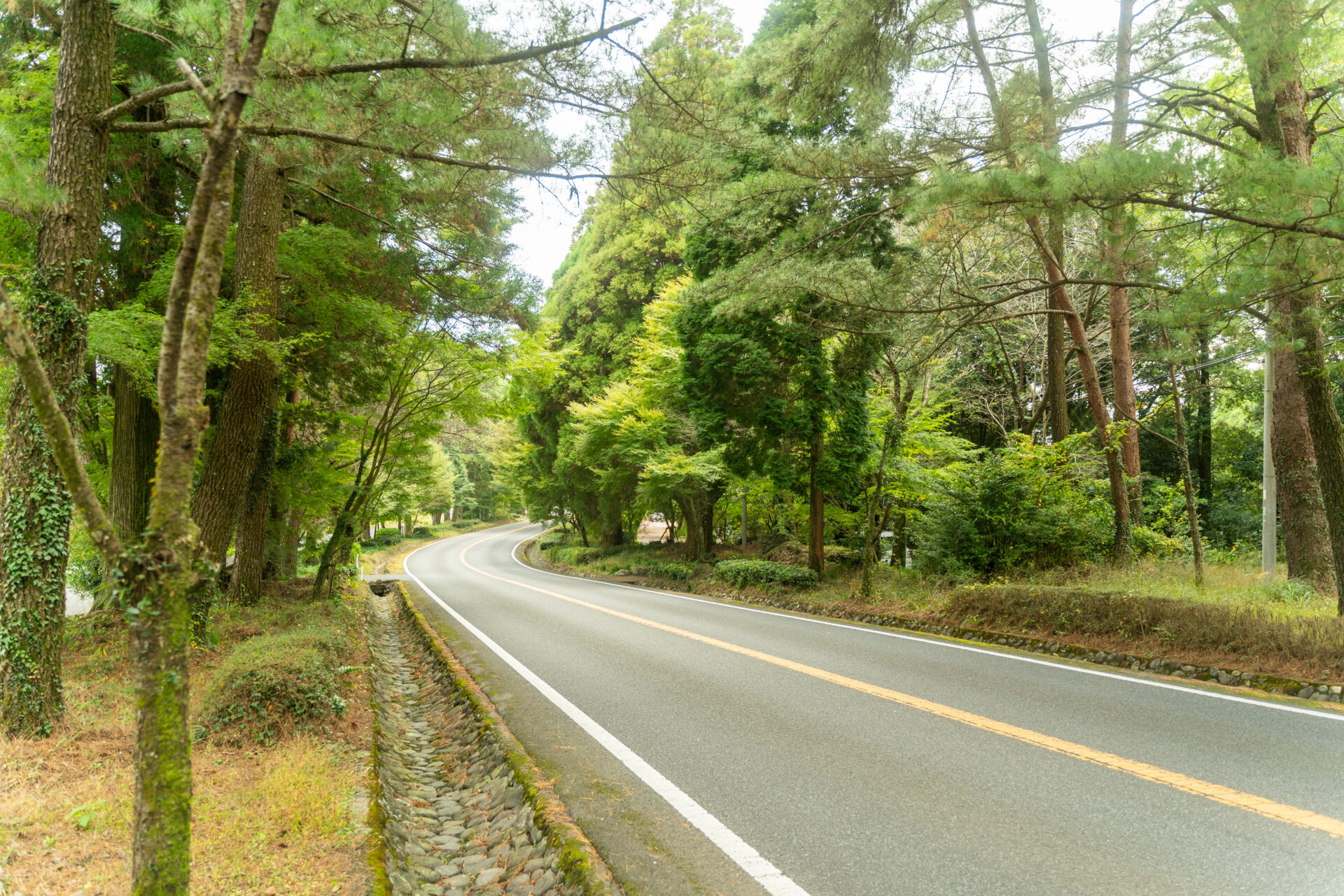 霧島神宮近くの紅葉5