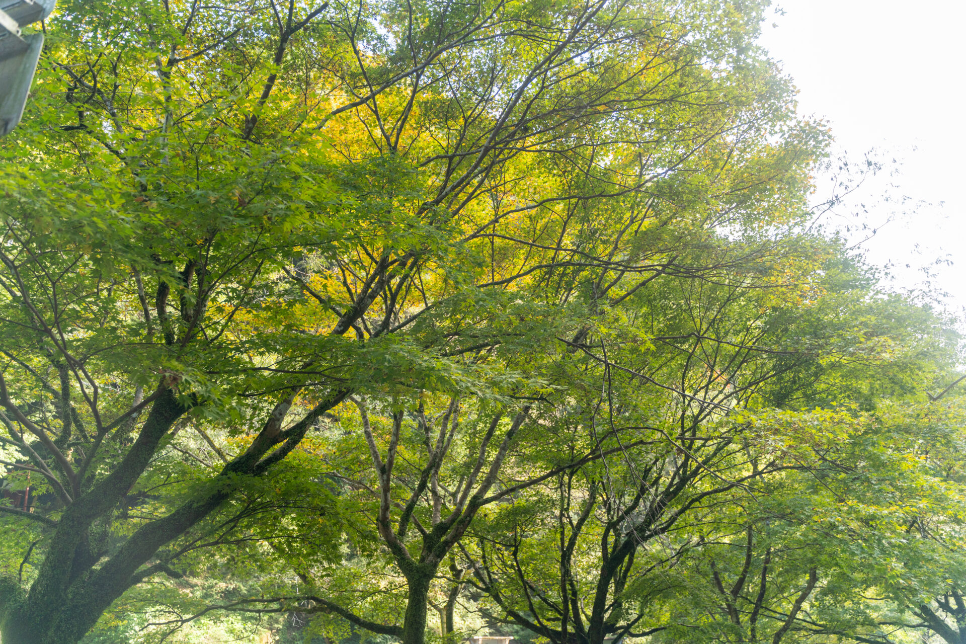 塩浸温泉龍馬公園2