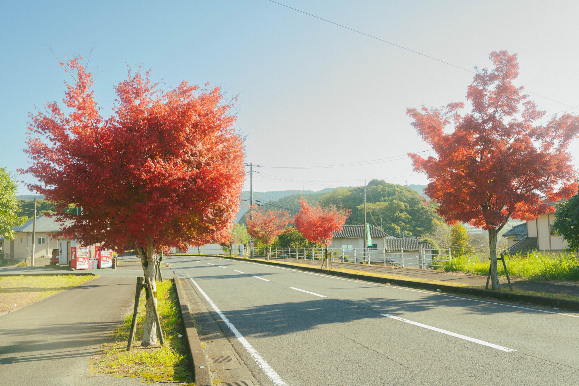 【霧島の紅葉2025】見頃時期・名所まとめ｜秋のおすすめ絶景スポット🍁