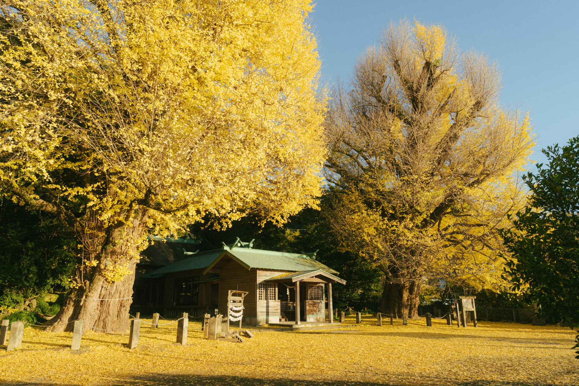 宮浦宮の夫婦イチョウを見に行ってきました！