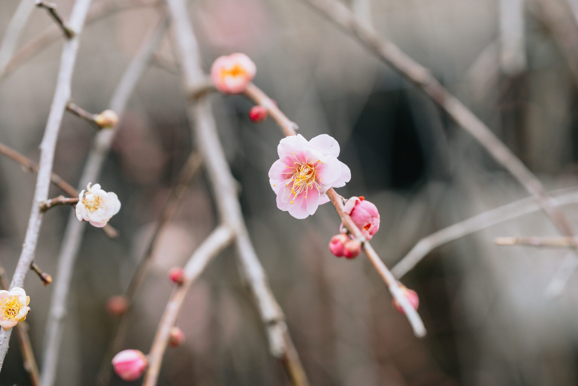 春の訪れを求めて、綺麗に咲いた梅の花を見に行きました🌸