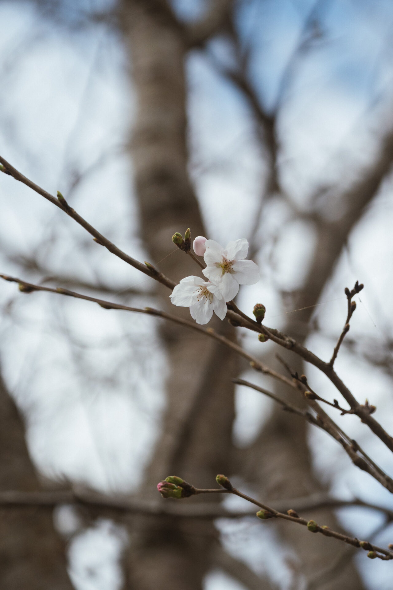 🌸2026年桜の開花状況🌸【福山エリア】
