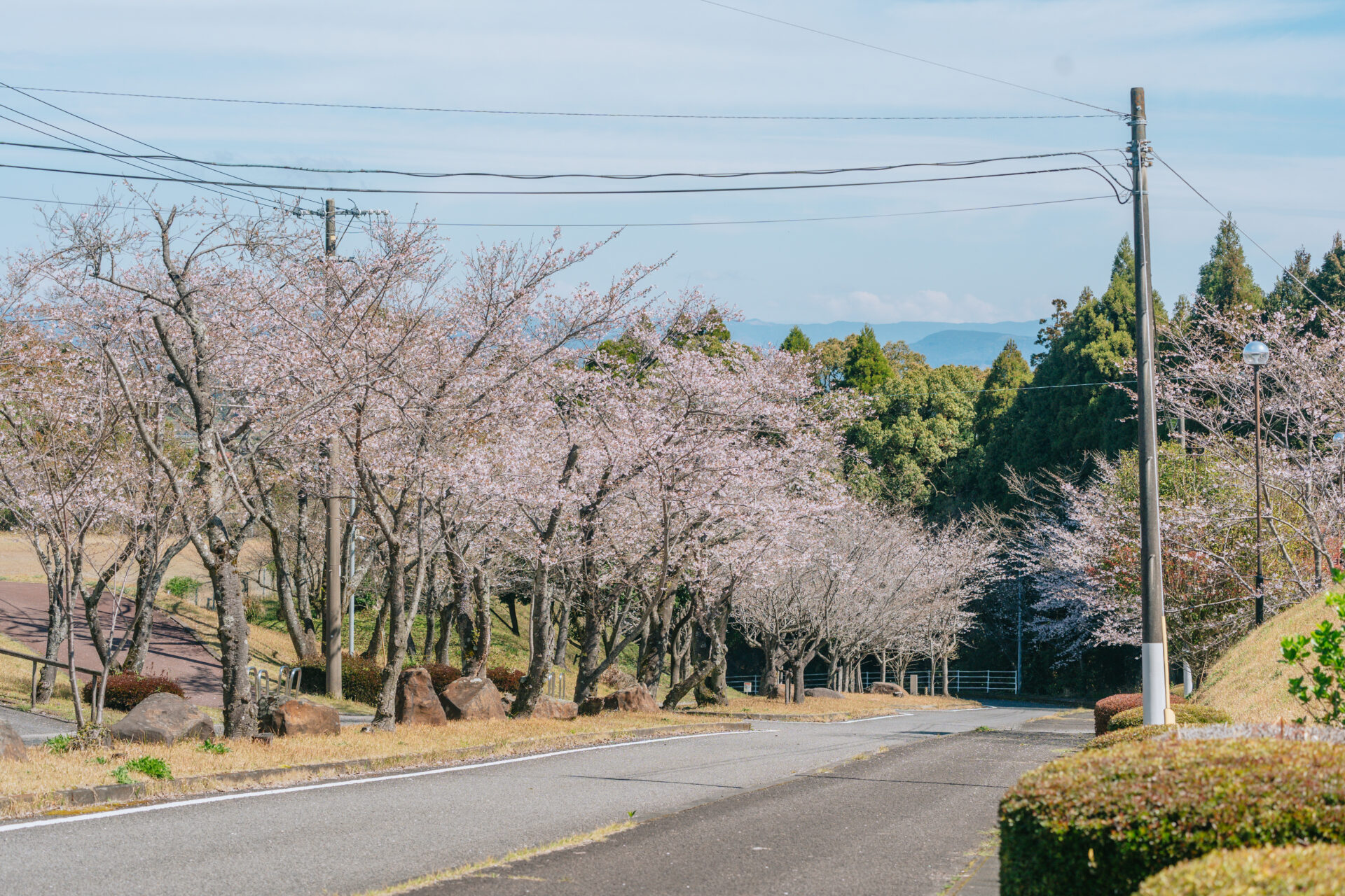 上床公園　桜並木