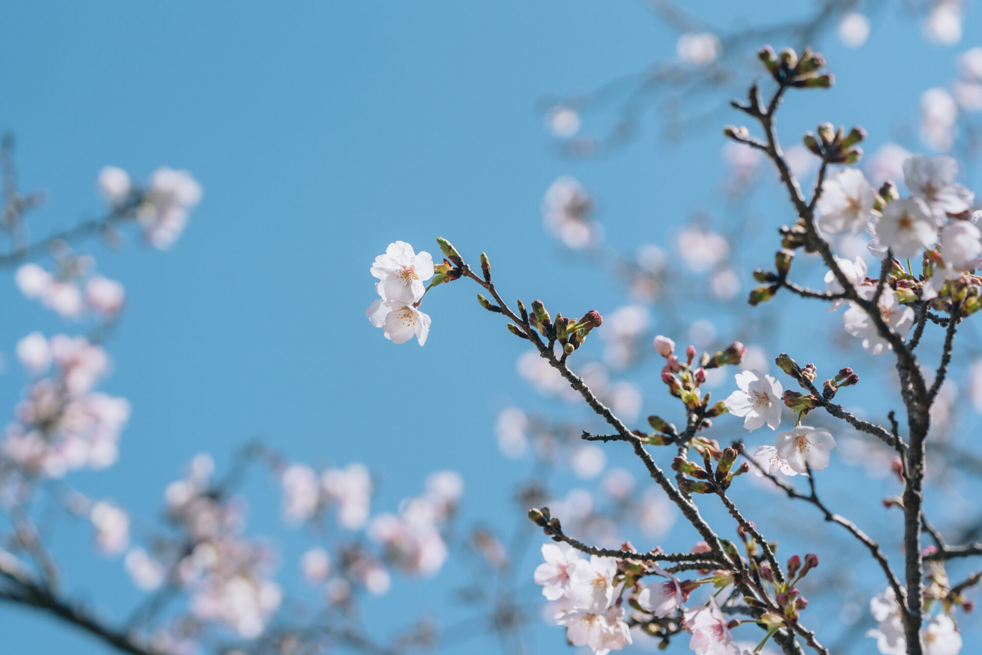 上床公園の桜