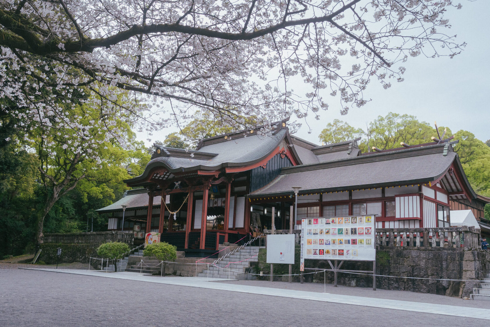 桜の開花状況🌸【隼人・国分エリア】
