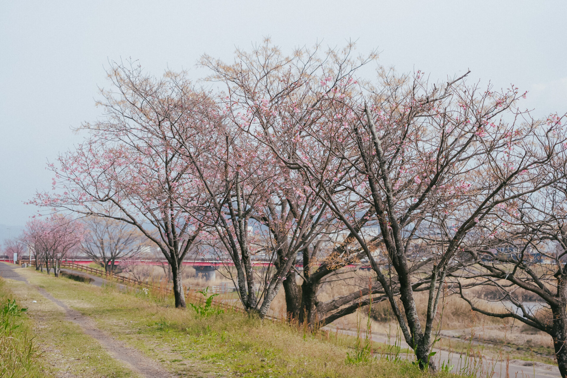 【2026年 桜情報】陽光桜（ヨウコウザクラ）が咲き始めました！
