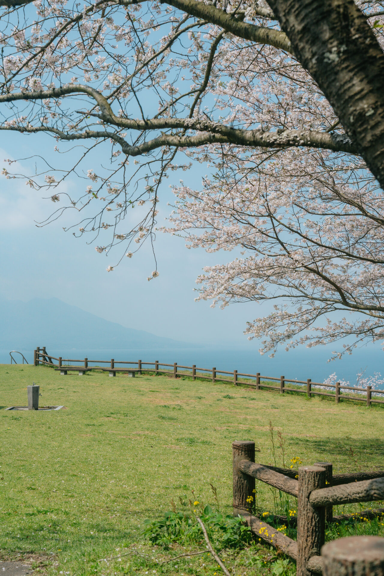 中茶屋公園の桜