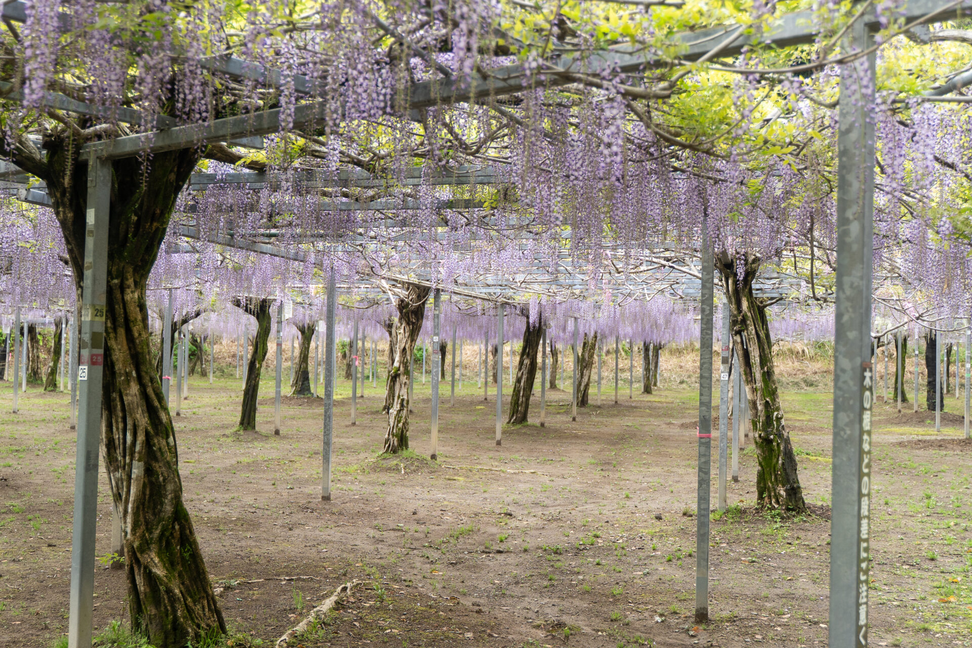 和気公園の藤、4分咲き♪ ふんわり香りも楽しめます