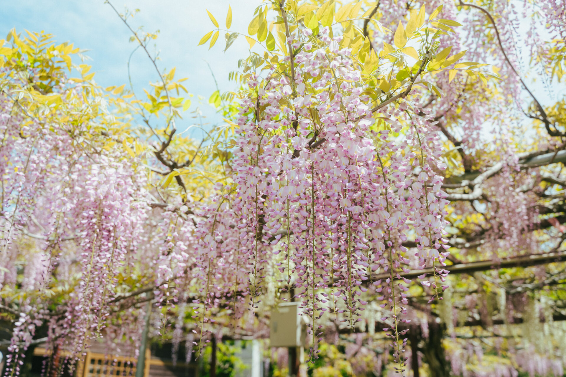 和気神社藤の花