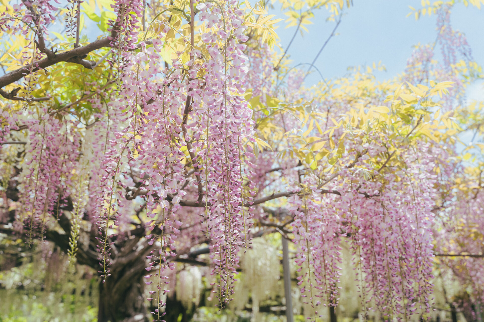 和気神社の藤が見頃を迎えていました！
